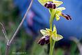 Orchidee spontanee 5APR09 (131)